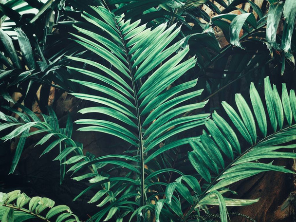 Beautiful of green tropical leaves - Fotografie, Obrázek