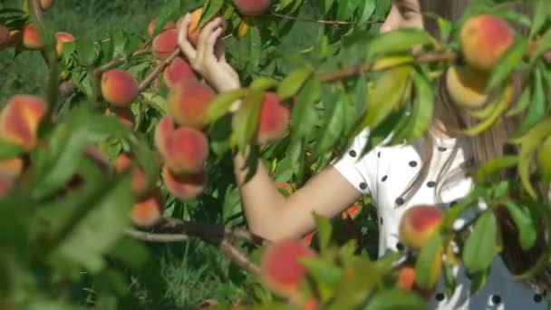 glückliches brünettes Mädchen pflückt einen frischen Pfirsich von einem Pfirsichbaum im Garten und schnuppert ihn. - Filmmaterial, Video