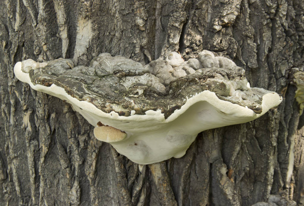 Metsässä puu kasvaa sieni chaga
 - Valokuva, kuva