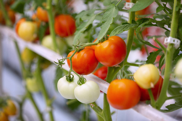 Agricultura de tomates rojos y amarillos frescos maduros plantación gro
 - Foto, imagen