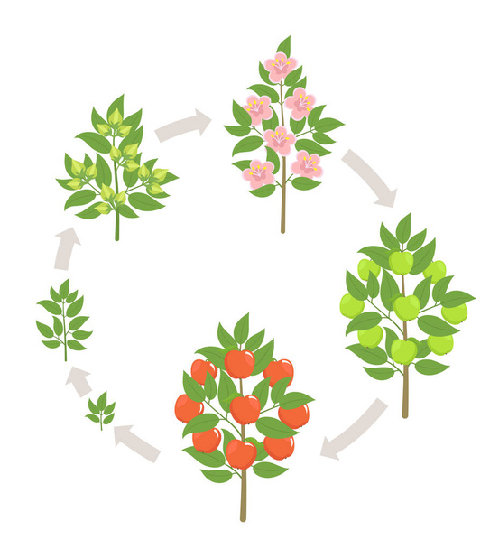 Apfelbaumwachstum Stadien. Vektorillustration. Fortschreiten der Reifezeit. Lebenszyklus von Obstbäumen Animation Pflanzensämling. Apfelsteigerungsphasen. - Vektor, Bild