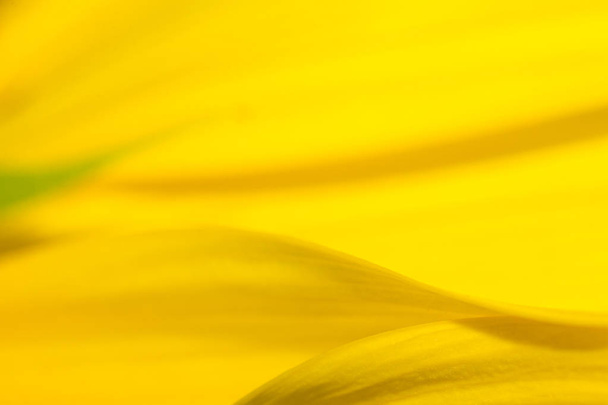 el girasol en vista macro, el patrón de semilla de girasol, hoja de macro flor en la naturaleza
 - Foto, imagen