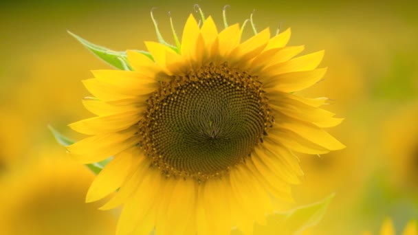 Ηλιέλαιο-φωτεινά κίτρινα λουλούδια, όμορφο καλοκαιρινό τοπίο - Πλάνα, βίντεο