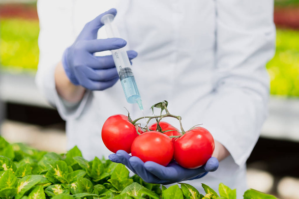 A scientist biologist in a lab coat and protective gloves introduces a blue liquid into the vegetables, tomatoes, against the background of green plants. - Foto, imagen