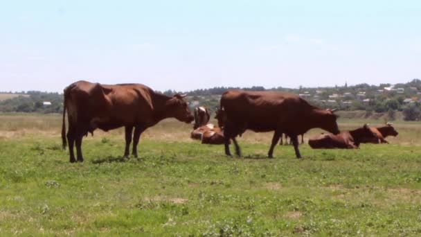 een kudde prachtige bruine koeien met witte vlekken grazen in de weide op een zonnige warme dag - Video