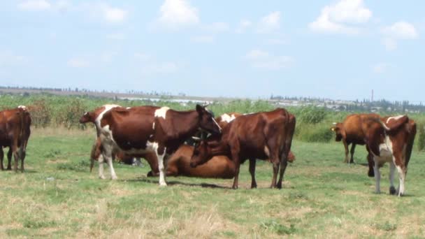 ένα κοπάδι από όμορφες καστανές αγελάδες με λευκές κηλίδες να βόσκουν στο λιβάδι σε μια ηλιόλουστη ζεστή μέρα - Πλάνα, βίντεο
