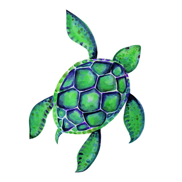 Hermosa tortuga arte acuarela fondo ilustración
 - Foto, imagen