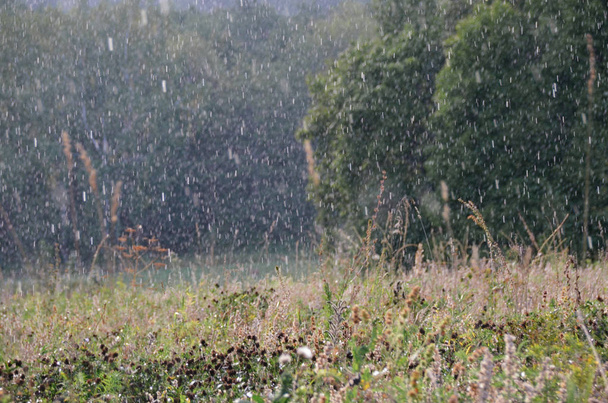 Красивый слепой дождь на лесном лугу на темно-зеленом фоне. Осеннее поле под чудесным дождем
  - Фото, изображение