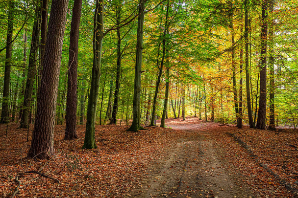 Удивительные и коричневые леса осенью в Польше
 - Фото, изображение