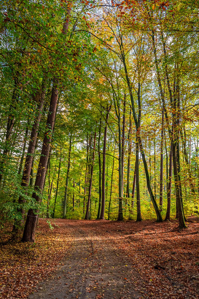 Verbazingwekkende en kleurrijke herfst in het bos in Polen - Foto, afbeelding