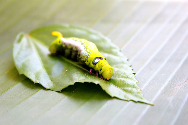 caterpillar - Photo, Image