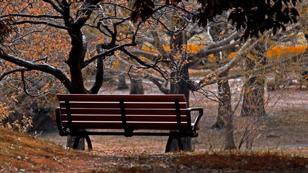 Sonbahar sessiz park bankı - Fotoğraf, Görsel