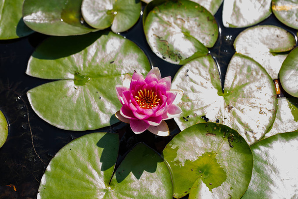 water lily in pond - Photo, Image