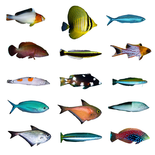 Raccolta di pesci tropicali - Foto, immagini