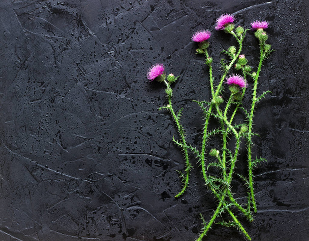 Fiori di cardo su uno sfondo di cemento nero bagnato
. - Foto, immagini
