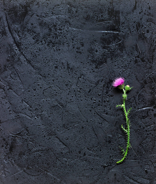 Thistle flowers on a wet black concrete background. - Photo, Image