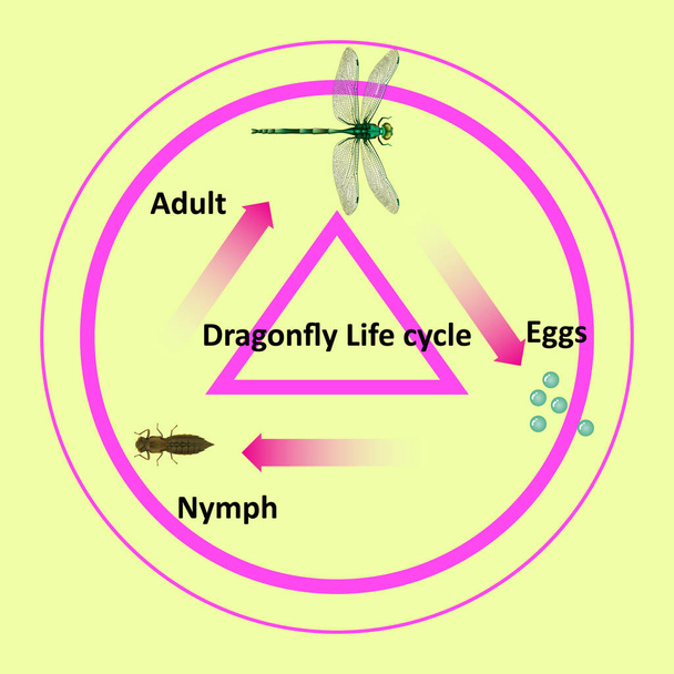 The life cycle of a dragonfly. For use in teaching on education. Located in science, biology and agricultural subjects. This file is a vector. - Vector, Image