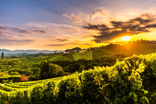 Szlovenia szőlőültetvények, közel a határ Ausztria Dél-Stájerországban. - Fotó, kép