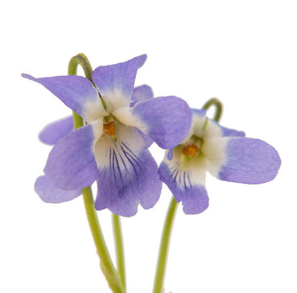 violetas isoladas
 - Foto, Imagem