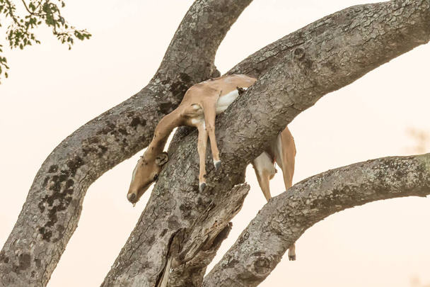 Η λεοπάρδαλη σκοτώνει, ένα Ιμπάλα, σε ένα δέντρο - Φωτογραφία, εικόνα