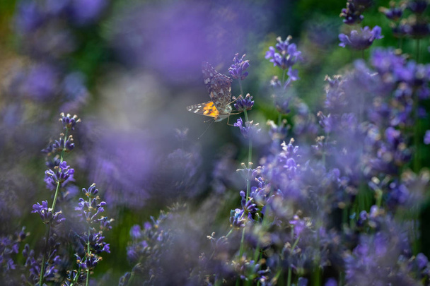 Vanessa cardui Schmetterling Lavendel Makro aus nächster Nähe  - Foto, Bild