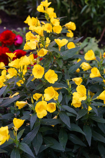Evening primrose yellow flowers on a bed in the garden. - Photo, Image