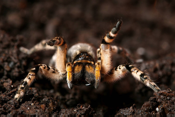 Dangerous creepy wolf spider tarantula ready to attack - Photo, Image