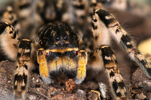 Portrait of dangerous creepy wolf spider tarantula species Lycos - Photo, Image