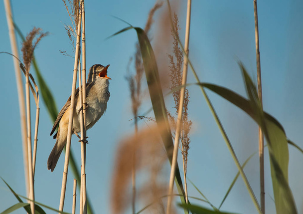 Grande Reed-Warbler (Acrocephalus arundinaceus) canta sentado em cima de uma cana. Primavera na Polônia.Vista horizontal
. - Foto, Imagem