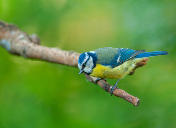 Blue tit (Parus caeruleus) - Фото, изображение