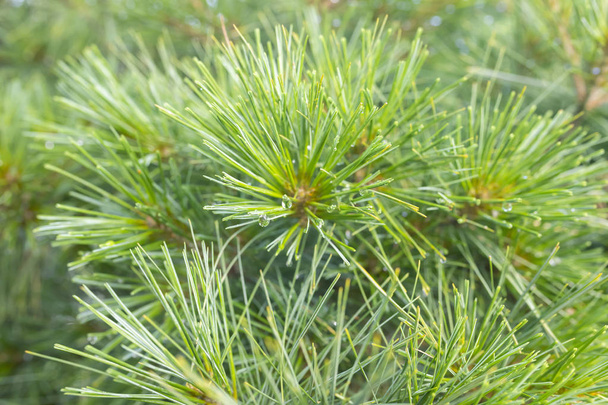 Pine needles in raindrops close up - Фото, зображення