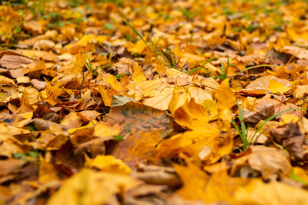 Las hojas caídas de otoño yacen en el suelo. Fondo estacional. Hojas amarillas en el suelo. Diseño de otoño
. - Foto, imagen