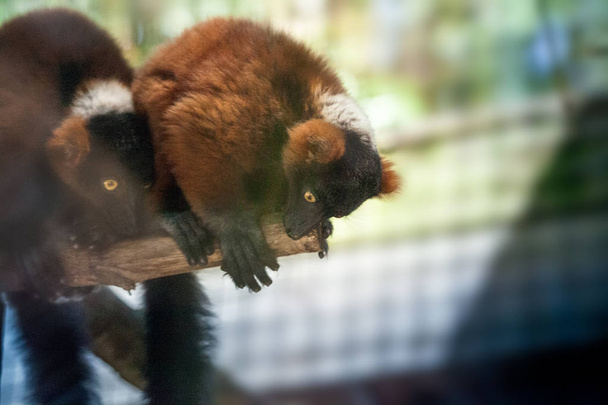 Baby rood ruffed Lemur pup Varecia rubra vastklampen aan takken - Foto, afbeelding