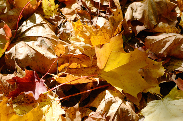 Autumnal maple leaves - Fotoğraf, Görsel