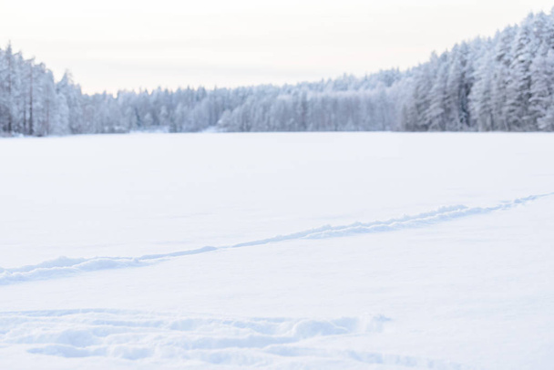 Metsä jääjärvellä on peitetty raskaalla lumella ja taivaalla i - Valokuva, kuva