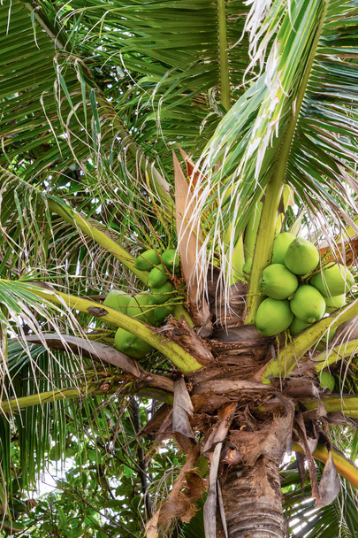 cocco verde cresce su una palma vicino piante tropicali dell'Asia
 - Foto, immagini