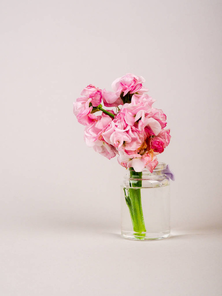 όμορφα ροζ λουλούδια σε ένα μπουκάλι σε ένα ομοιόμορφο φόντο. Χώρος αντιγραφής - Φωτογραφία, εικόνα