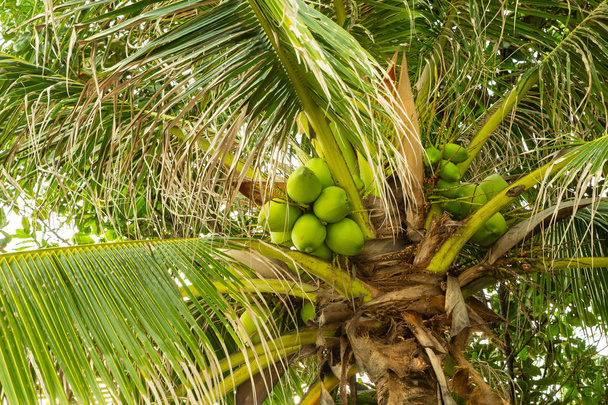 cocos verdes crescem no alto de uma palmeira entre folhas grossas fundo plantas tropicais
 - Foto, Imagem