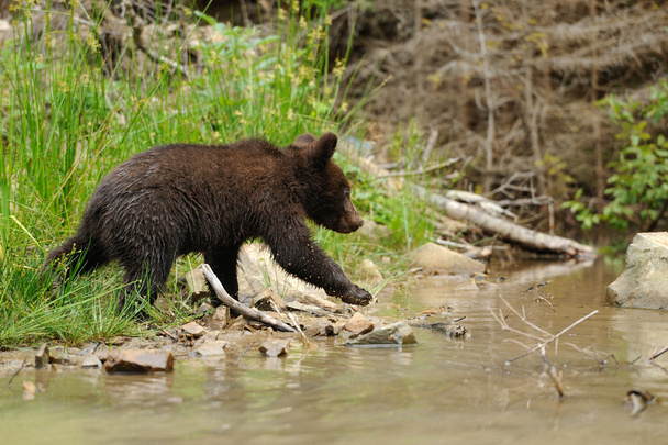 Barna medve cub - Fotó, kép