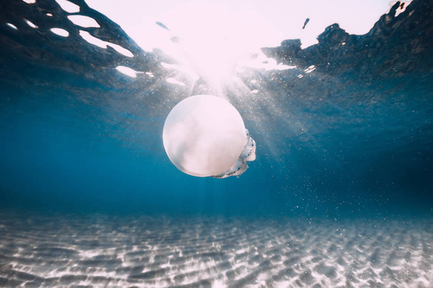 Vie marine avec méduses sous-marines en mer bleue avec fond sablonneux
 - Photo, image