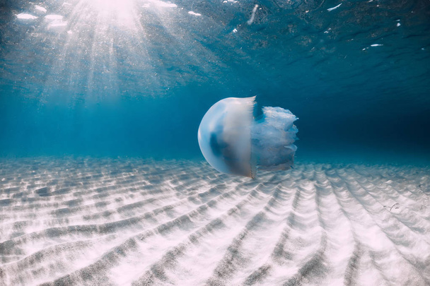 Vida marina con medusas bajo el agua en mar azul con fondo arenoso
 - Foto, Imagen