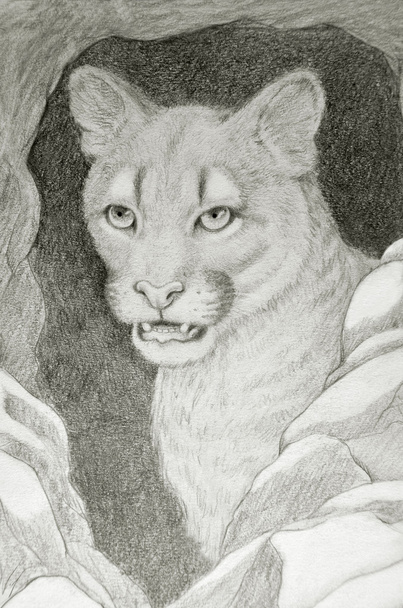 Cougar portrait - Photo, Image
