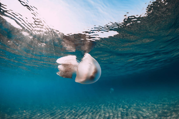 Mořský život s medúzy pod vodou v modrém moři s písčitým dnem - Fotografie, Obrázek
