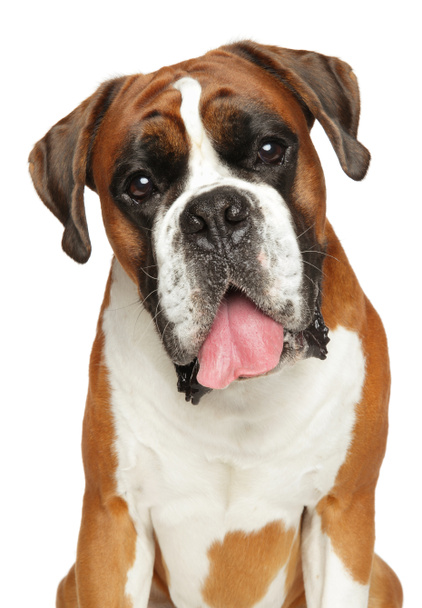 Boxerhund auf weißem Hintergrund - Foto, Bild