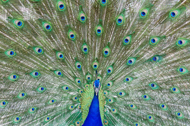 Superbe paon indien aux ailes ouvertes montrant tous ses yeux bleus sur un plumage vert
. - Photo, image