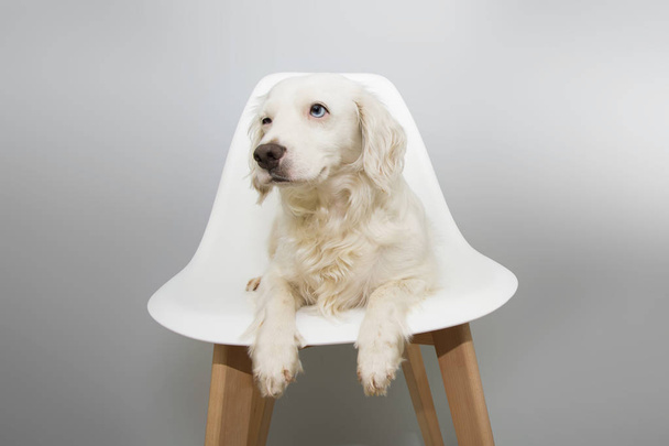 Dog puppy sitting  on white scandinavian chair style against gra - Фото, изображение