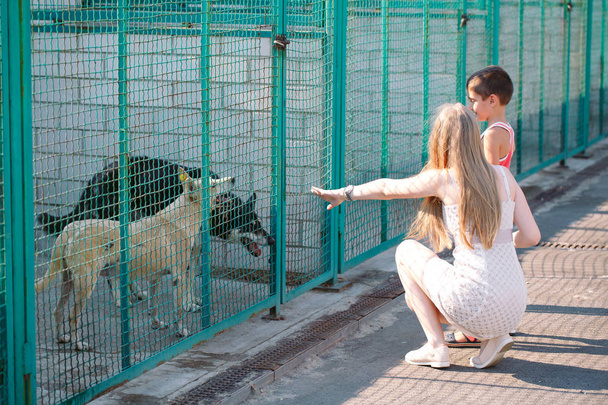 A young family is looking for a pet in a dog shelter. - Фото, зображення