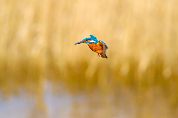 Flying colorido pájaro Kingfisher. Kingfisher flotando. Fondo de naturaleza amarilla. Bird: Common Kingfisher. Alcedo en este
. - Foto, imagen