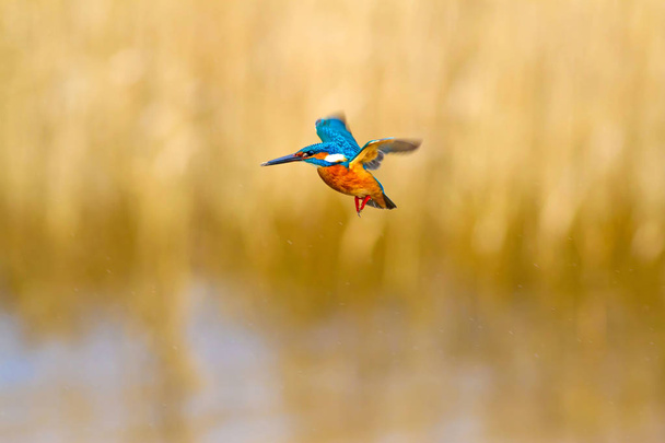 Repülő színes madár Kingfisher. Jégmadár lebeg. Sárga jellegű háttér. Madár: meghatározatlan jégmadár. Alcedo atthis. - Fotó, kép