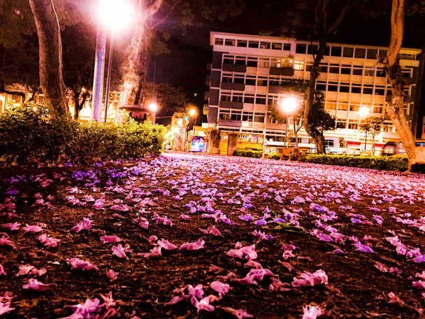 Carpeta de flores rosadas en la ciudad durante la hora punta
 - Foto, imagen